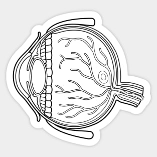 Line Drawing of Human Eye Anatomy Sticker